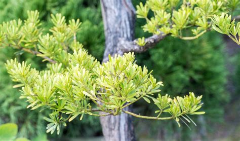 羅漢松庭園樹|羅漢松珍藏之秘訣，羅漢松特色與如何欣賞 